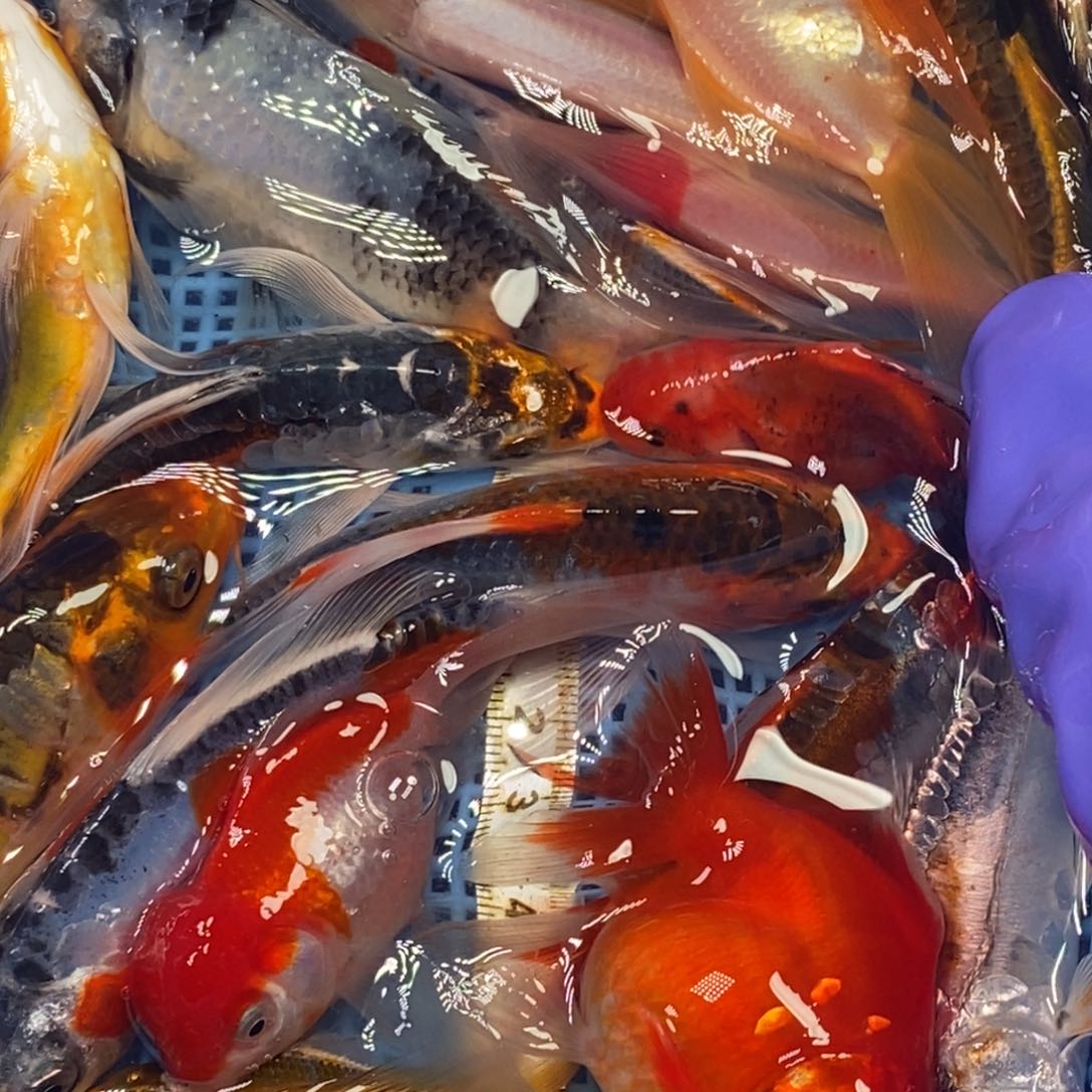 锦鲤冷水锦鲤包邮