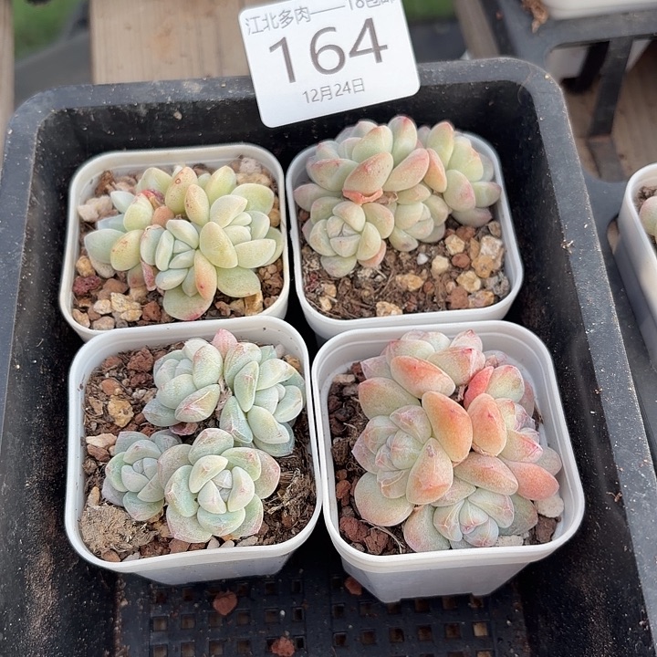 164 号到手1框一物一拍