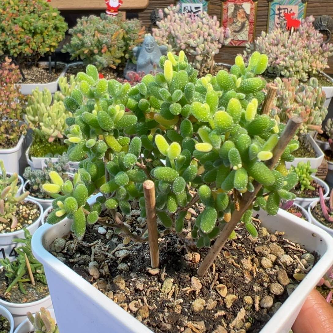 2-483糖球黄锦老桩七方盆