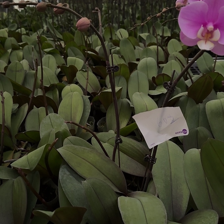 晶***儿大部分开放少量花苞602