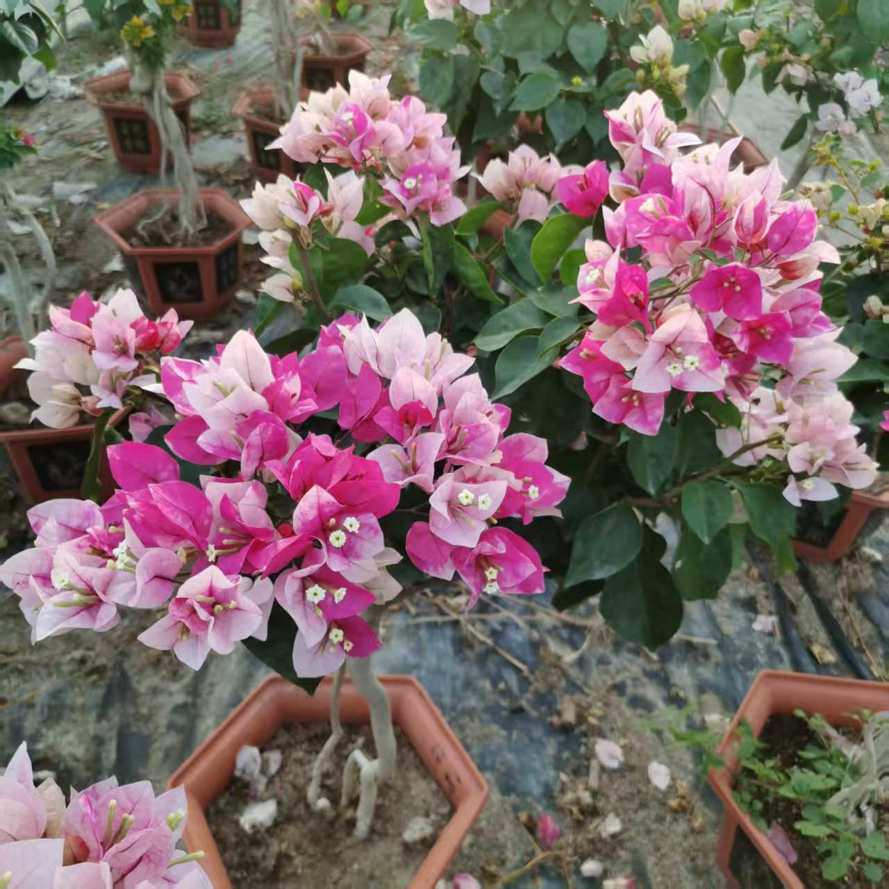 一物一拍娆 三角梅 勤花