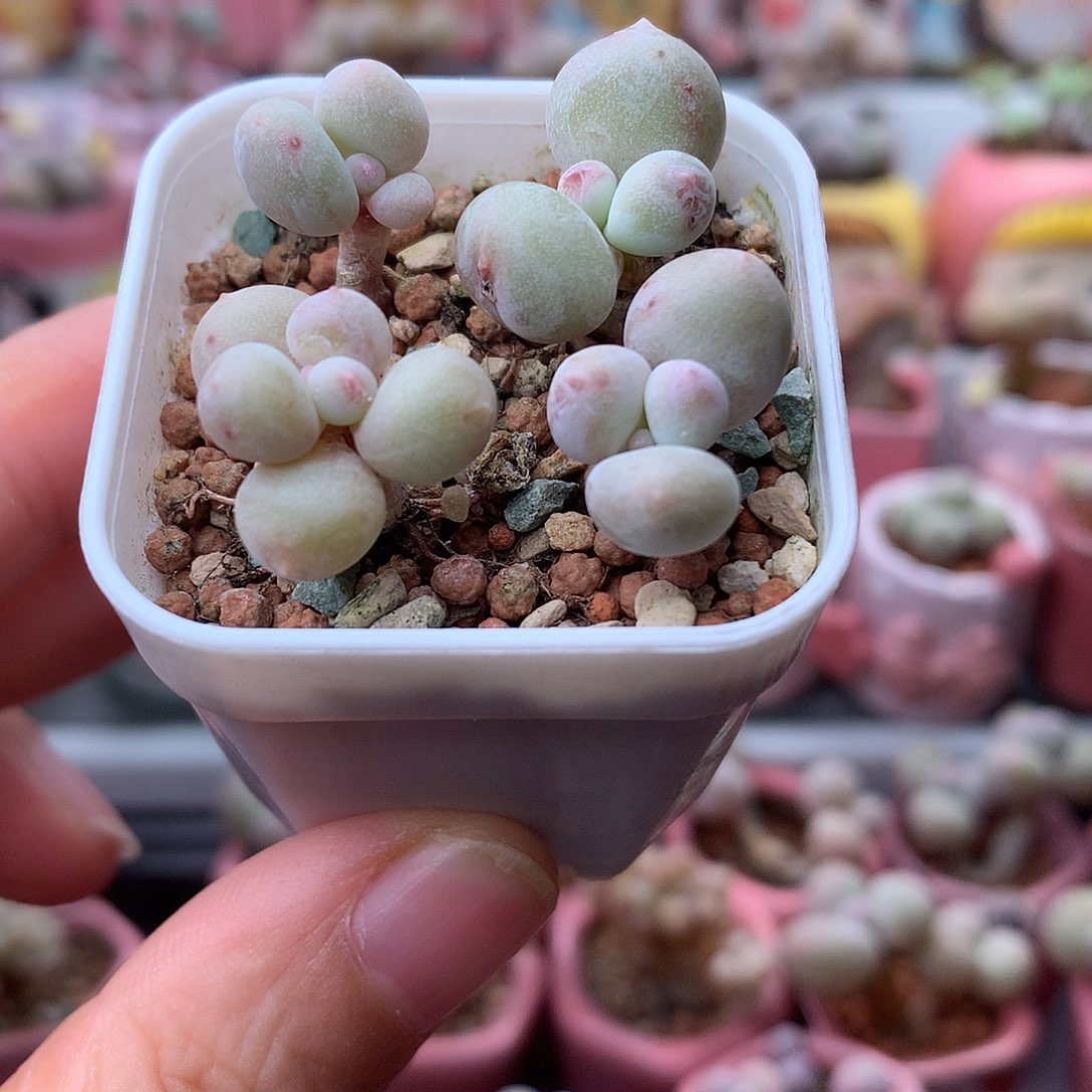 各种奶酪带盆发货