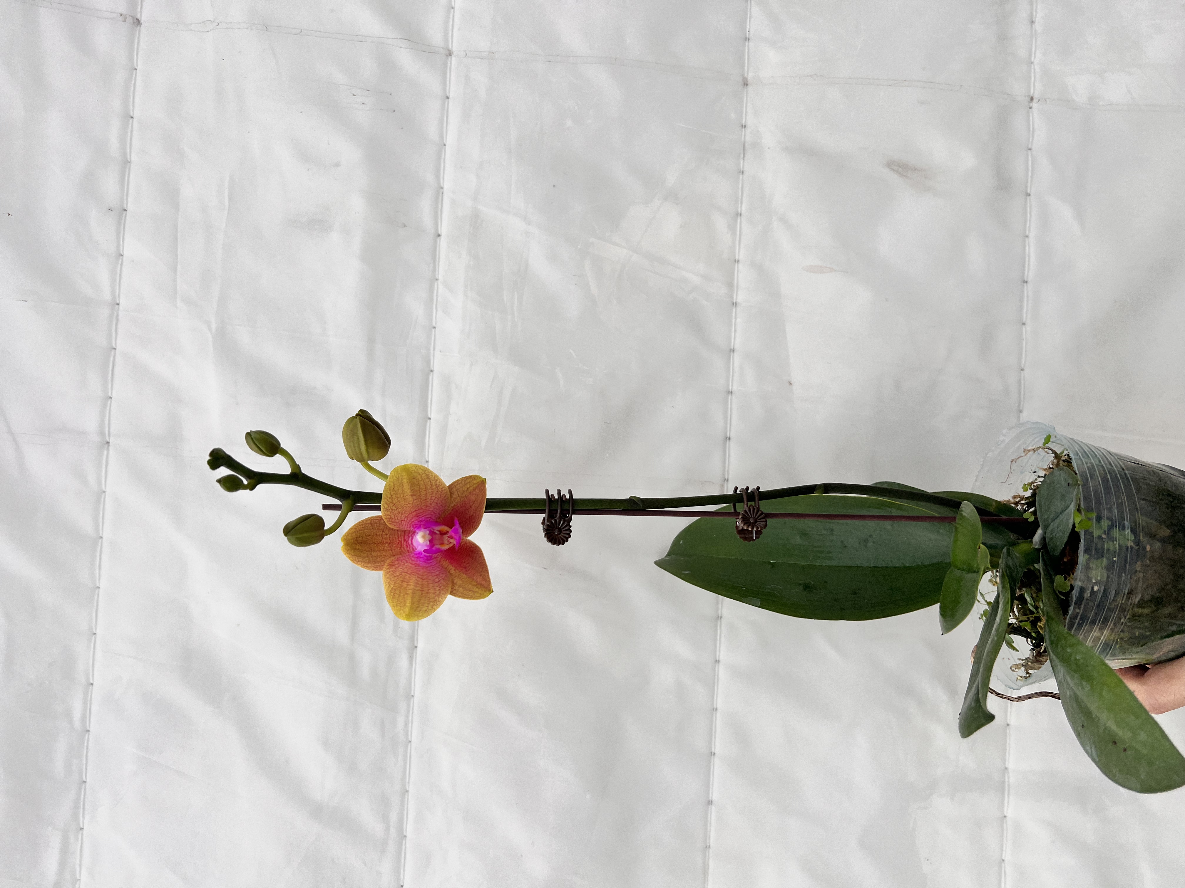 云鹏蝴蝶兰（沙拉黄金）带花带花苞发货