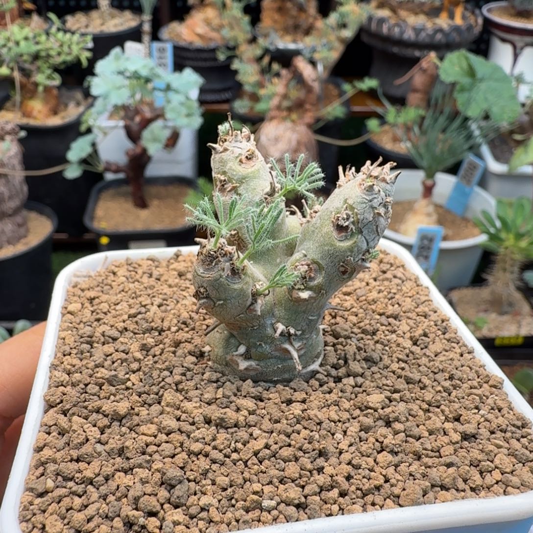 白皮月界207 仙人掌