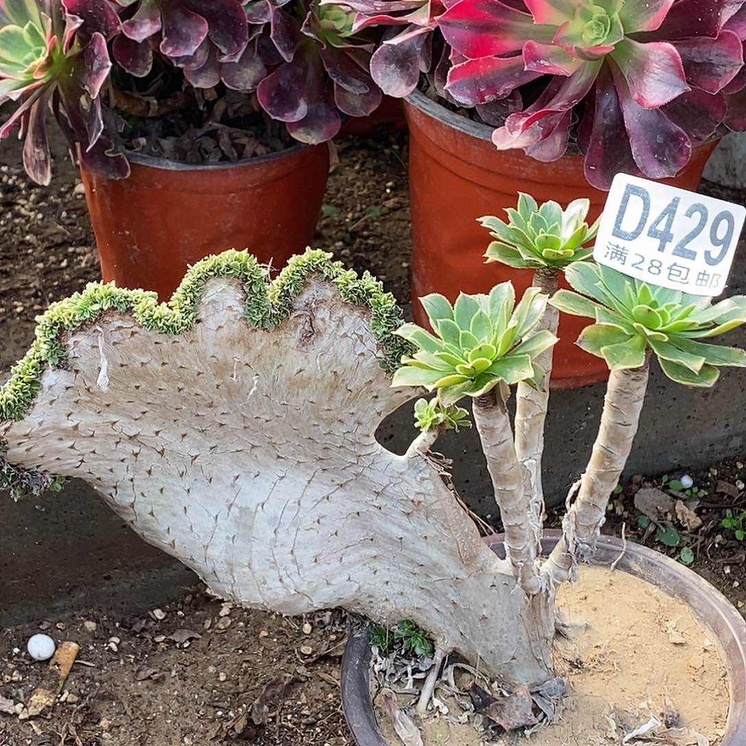 429 多肉植物包邮不包断枝