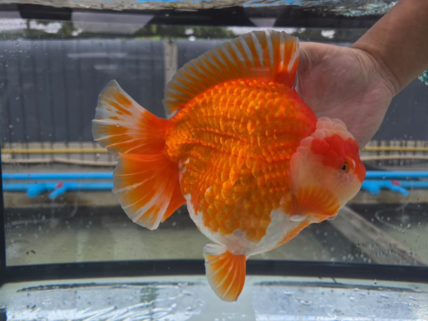 （来氏）原泰金鱼一物一拍