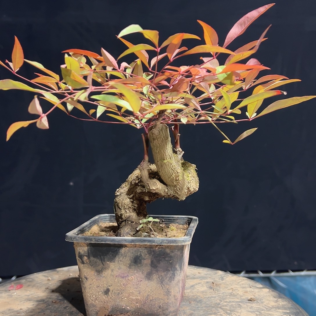 不开花植物00000023