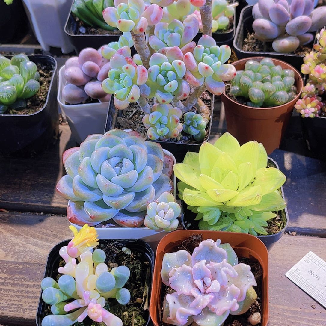 罗琦。冰玉。黄金雨露。五十铃。白饺子