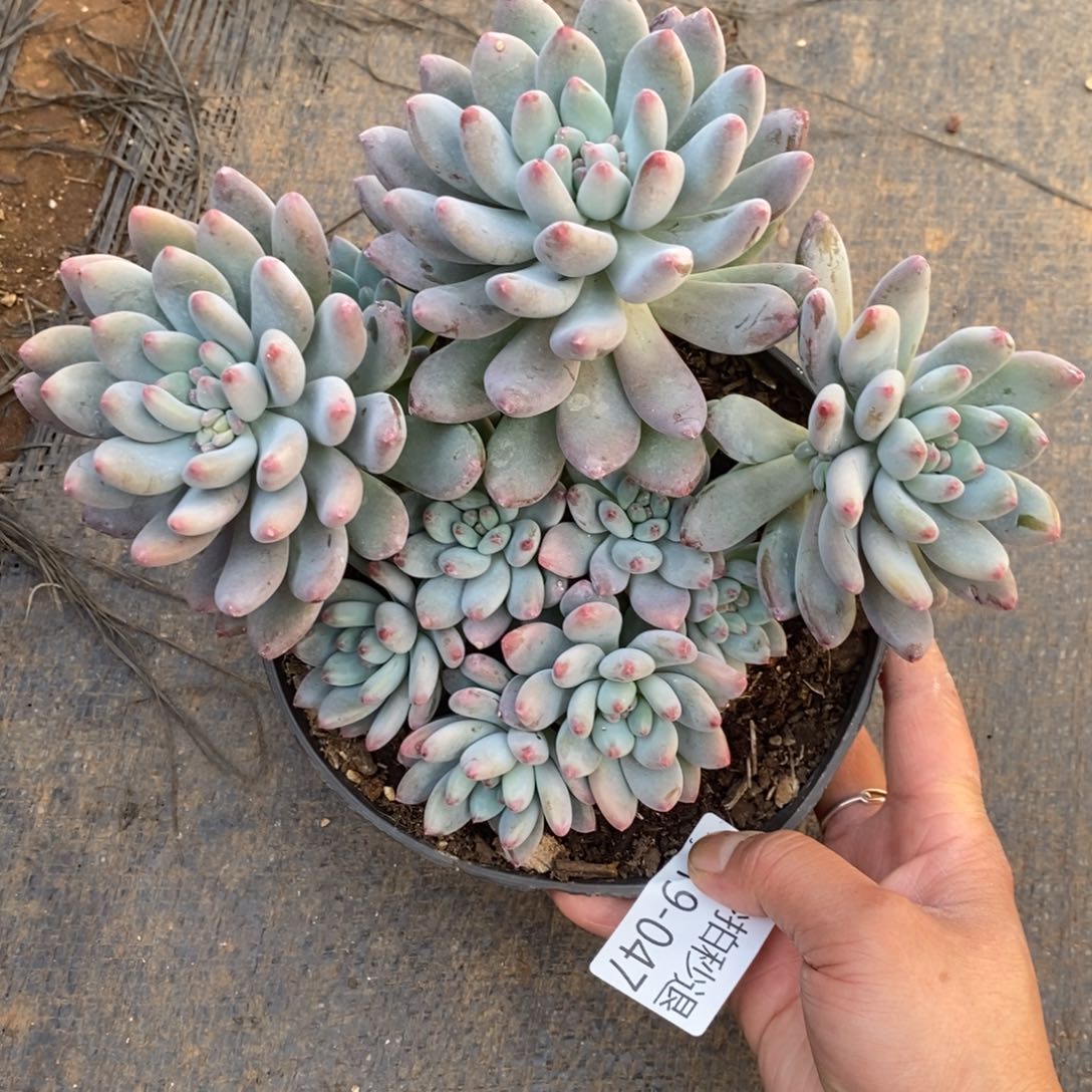 两单包邮1219-47菩提