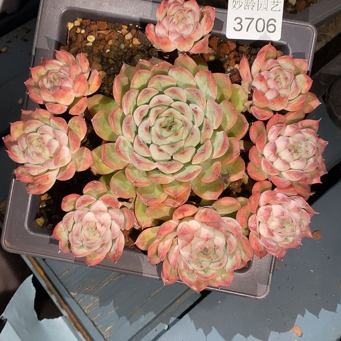 半***啡3706掉头不售后～16厘米