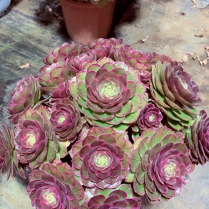 莲花座，多肉植物