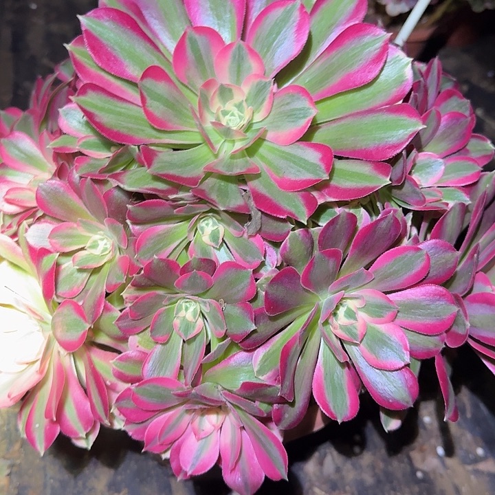 精品妖月巨无霸福利33