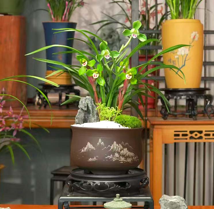 春兰铭品【大富贵】带高端紫砂花盆幽香兰花室内好养易活