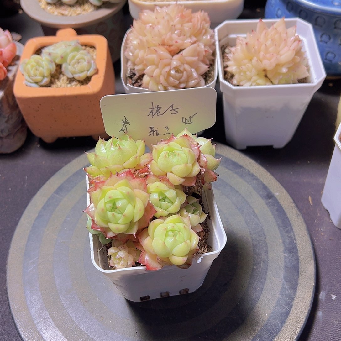 格*新品，多肉植物，