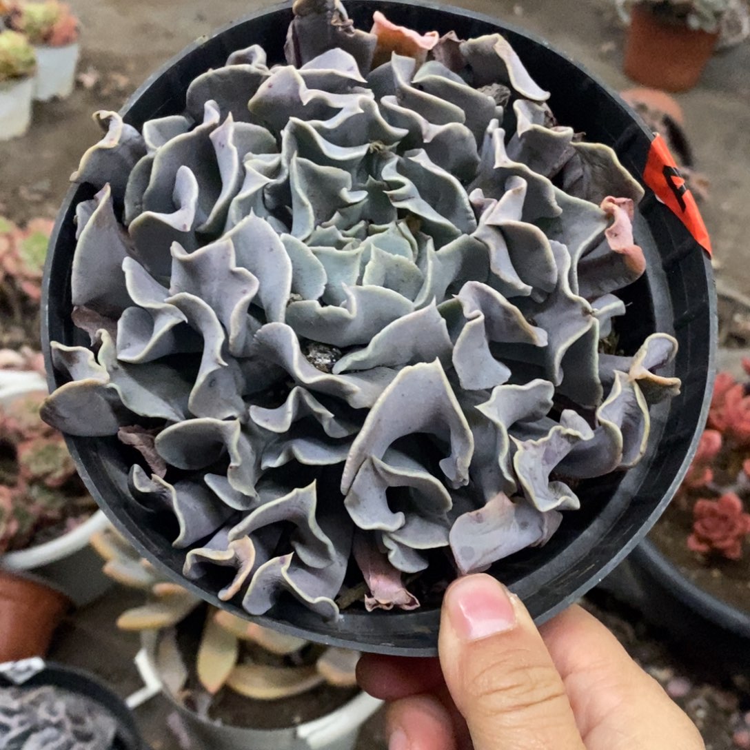 天鹅湖大单头老桩