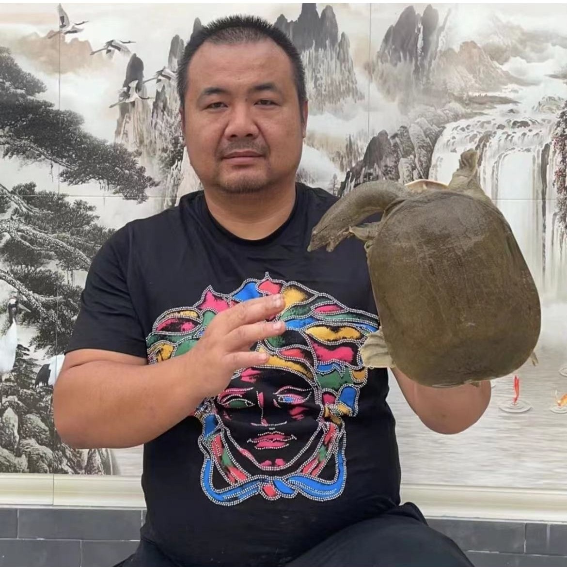 甲鱼小王子推荐土甲鱼