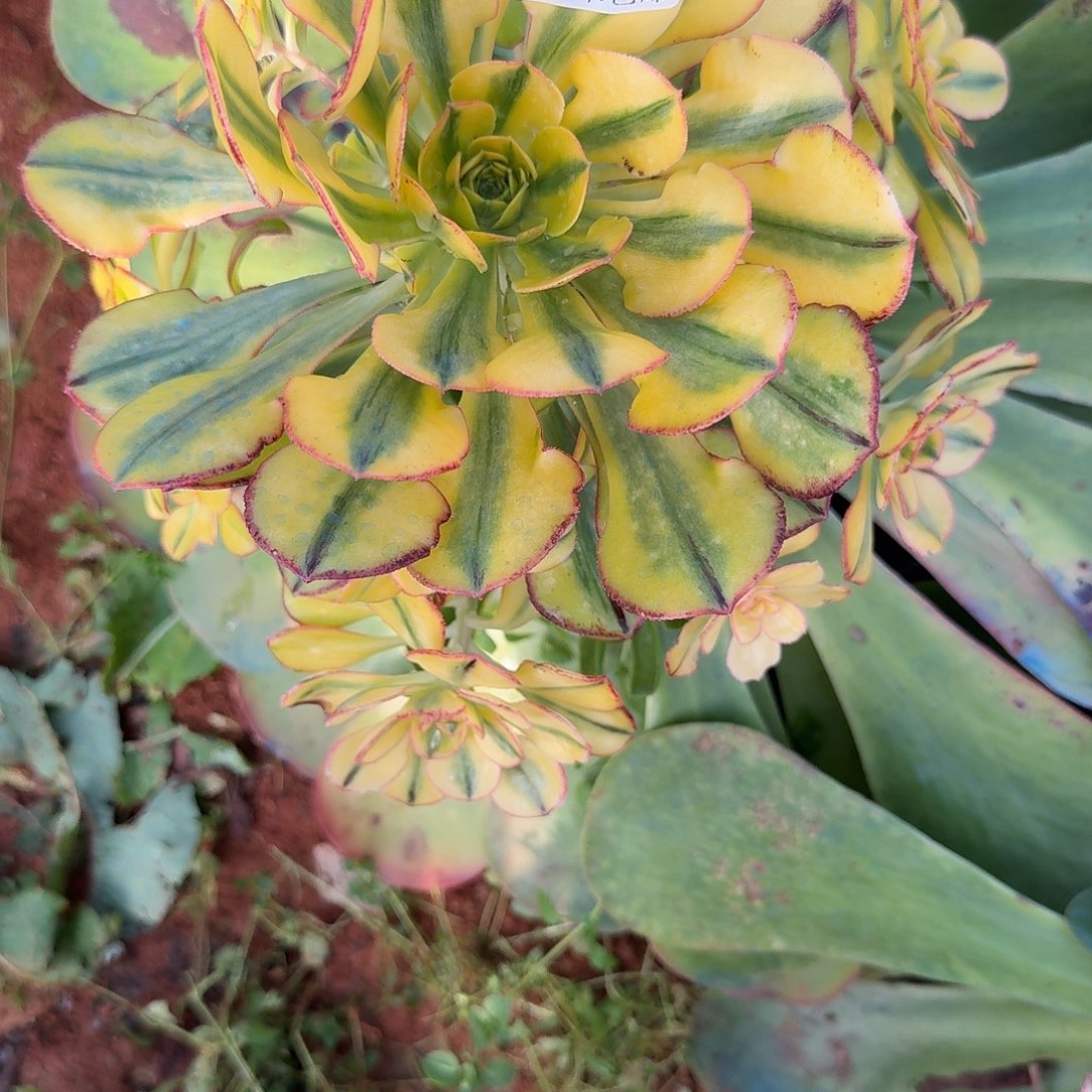 379太阳神捧花福利发货