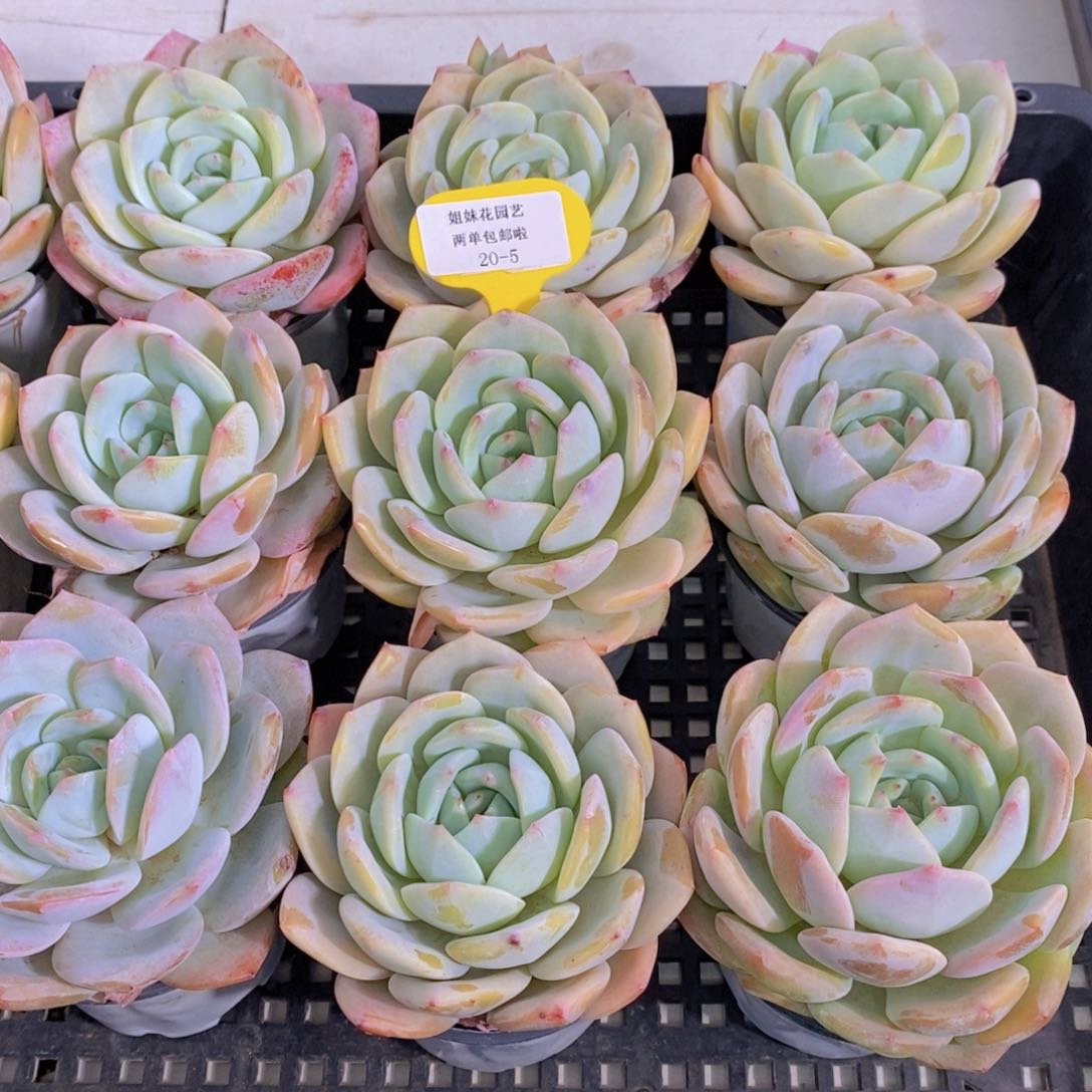 20-5-M大母本奶油凤橙单头一个