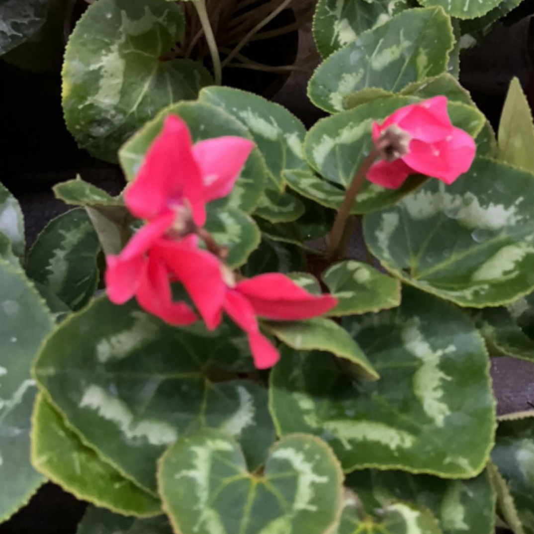 仙客来盆栽带花带花苞耐寒多年生花卉原盆原土发货