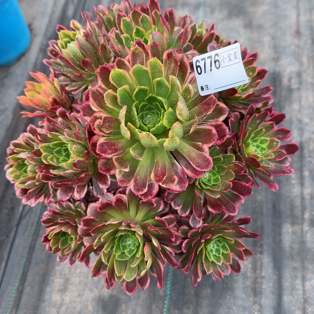 6776朝霞多肉多肉