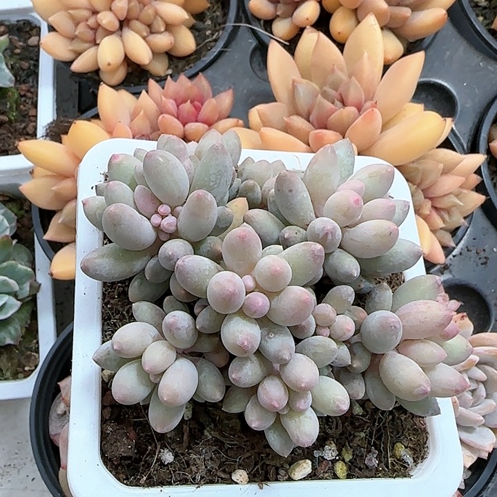 青蛙王子儿童牙膏111