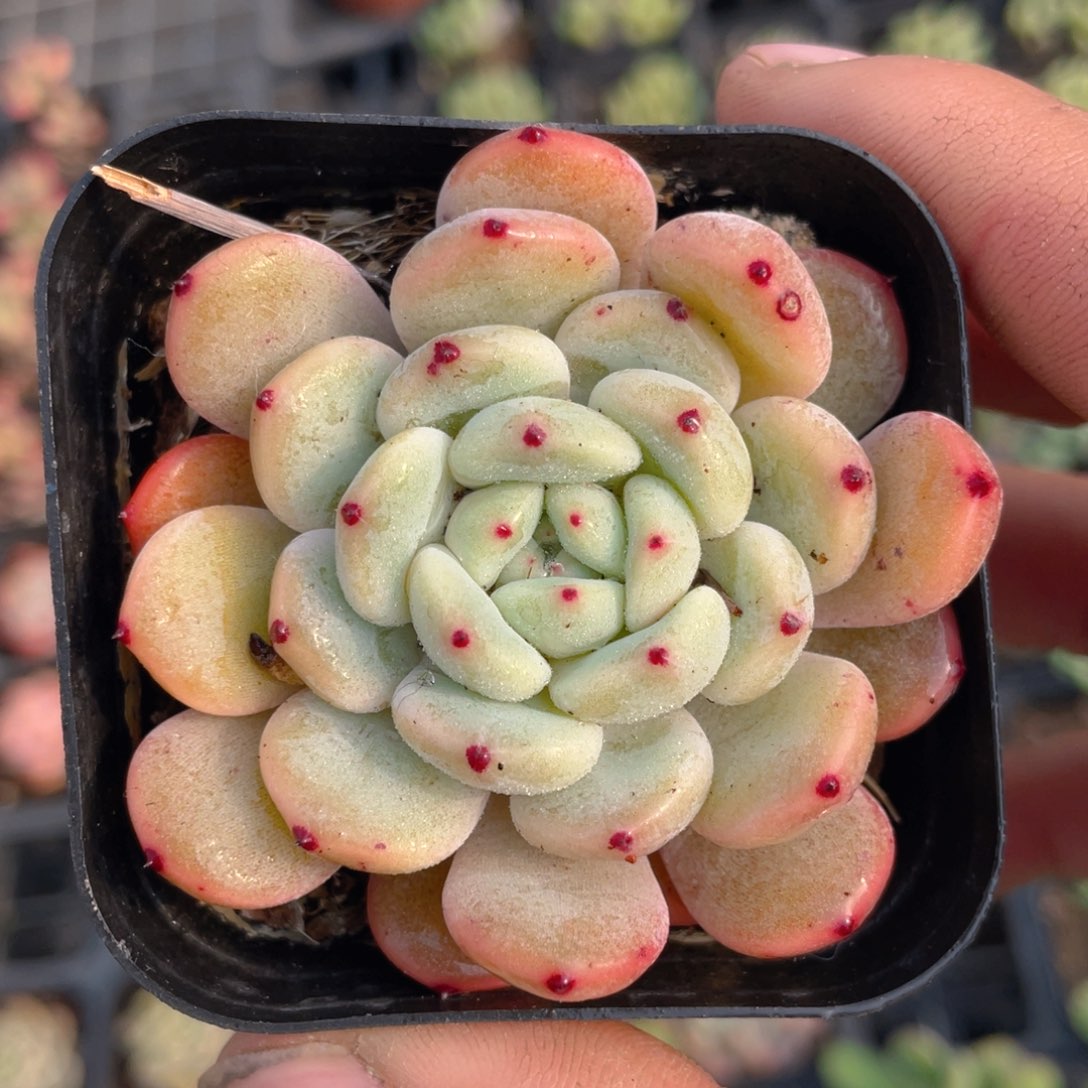 雪爪多肉9.9包邮发货