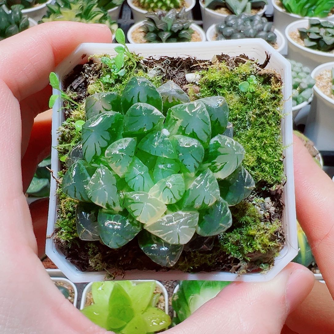 福利，冰灯玉露锦，12