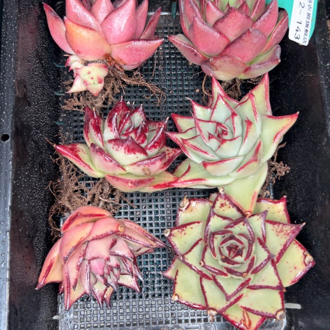 多肉一物一拍0112.143