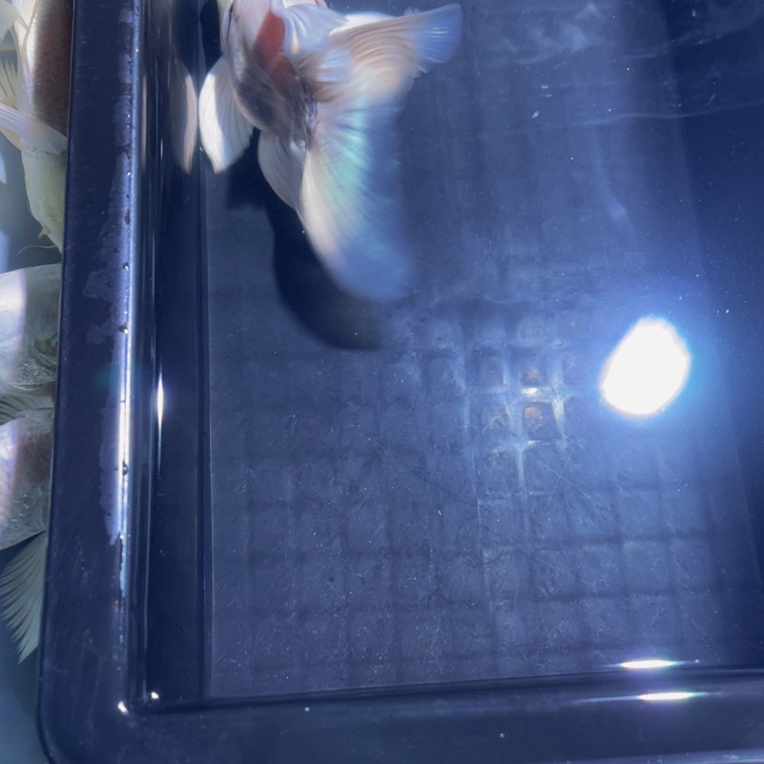 普***观蝴蝶鲤精品台系贵妃蝴蝶鲤