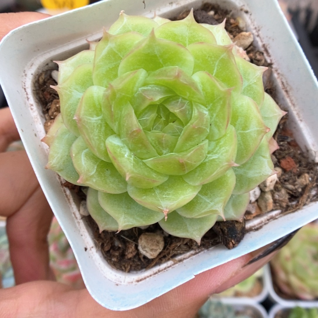 蔷薇珍妮可拍978号