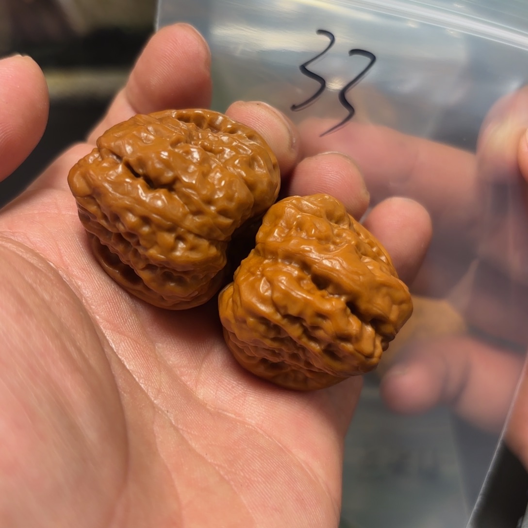 核桃其他蛤蟆头的