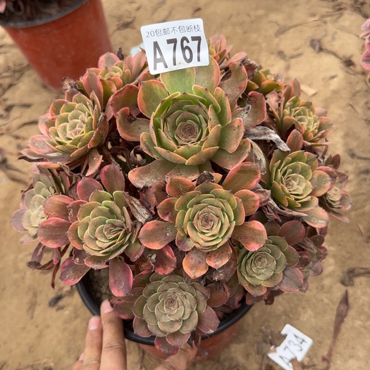 烟花……多肉植物……