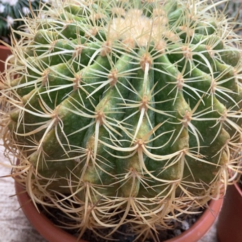 卷虎仙人球40米仙人球