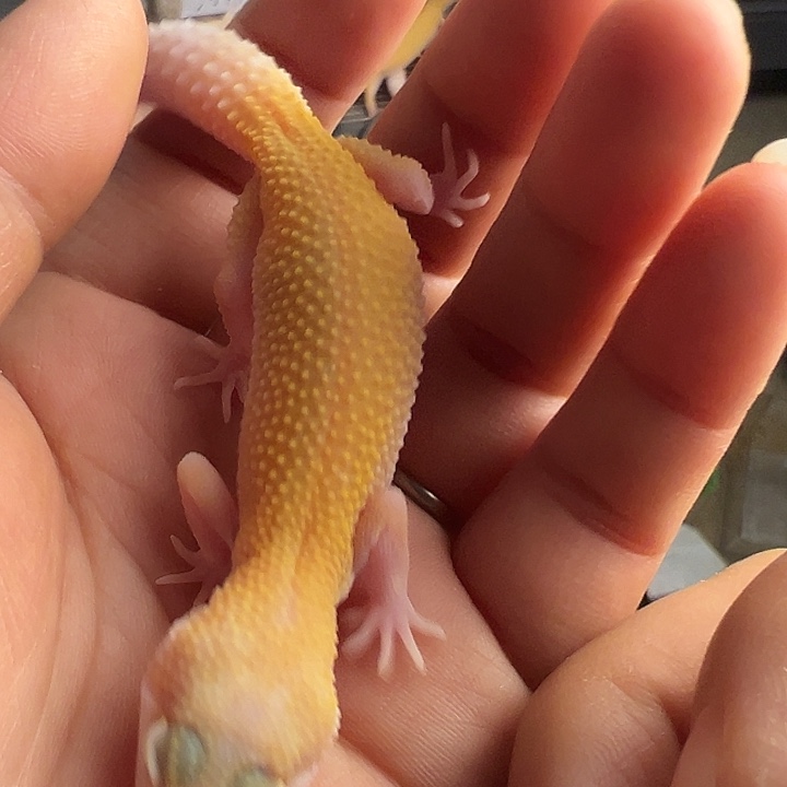 ****豹纹守宫110小时加热包加苗