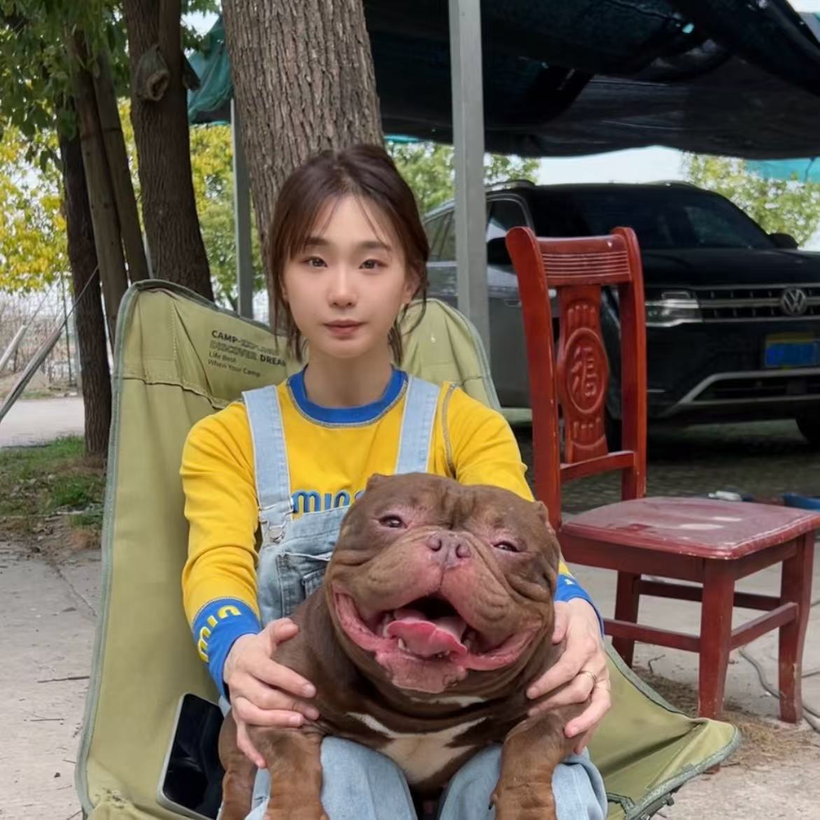【意林犬舍恶霸犬】恶霸犬幼犬活体狗狗宠物狗