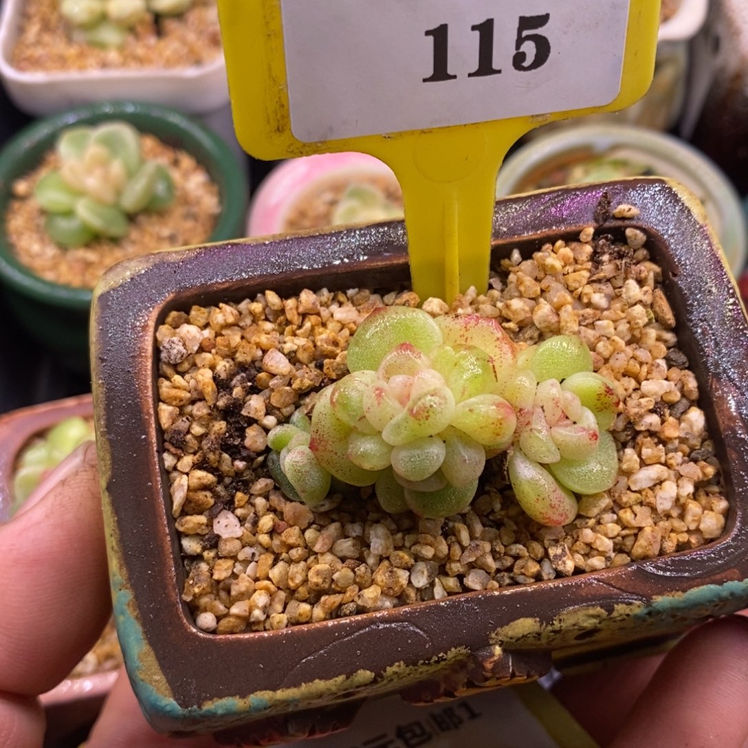 *****1115冰玉石化开播福利，