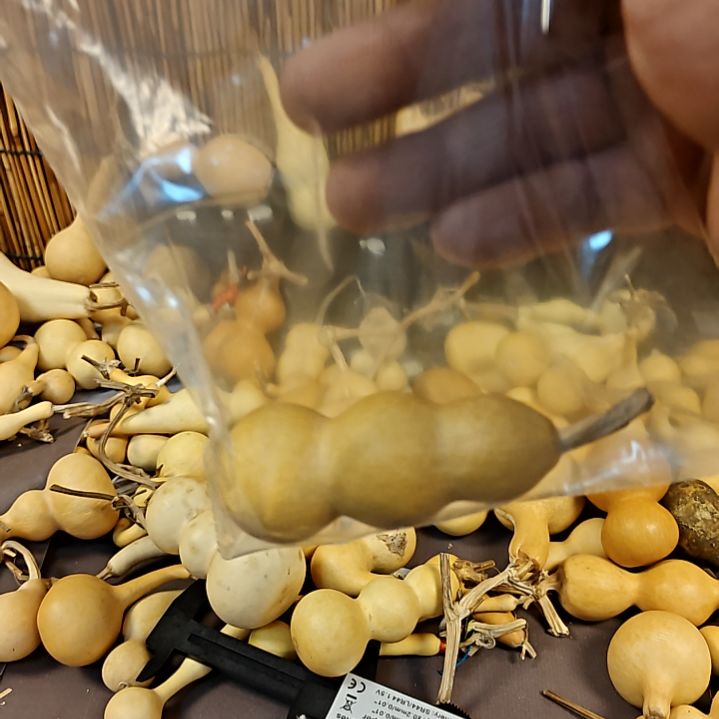 北***】三肚葫芦精品葫芦