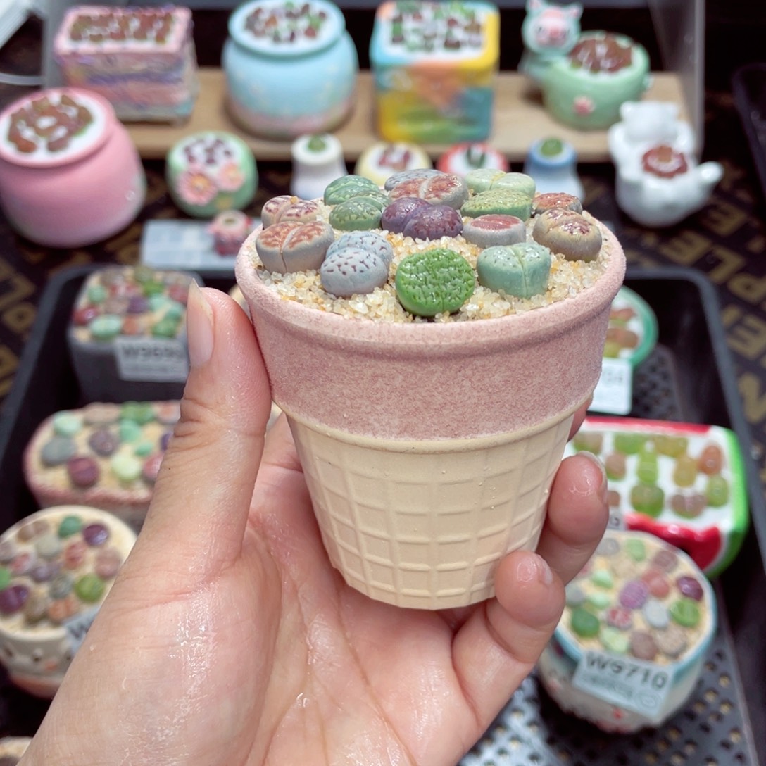 w9711 带盆土发货一物一拍