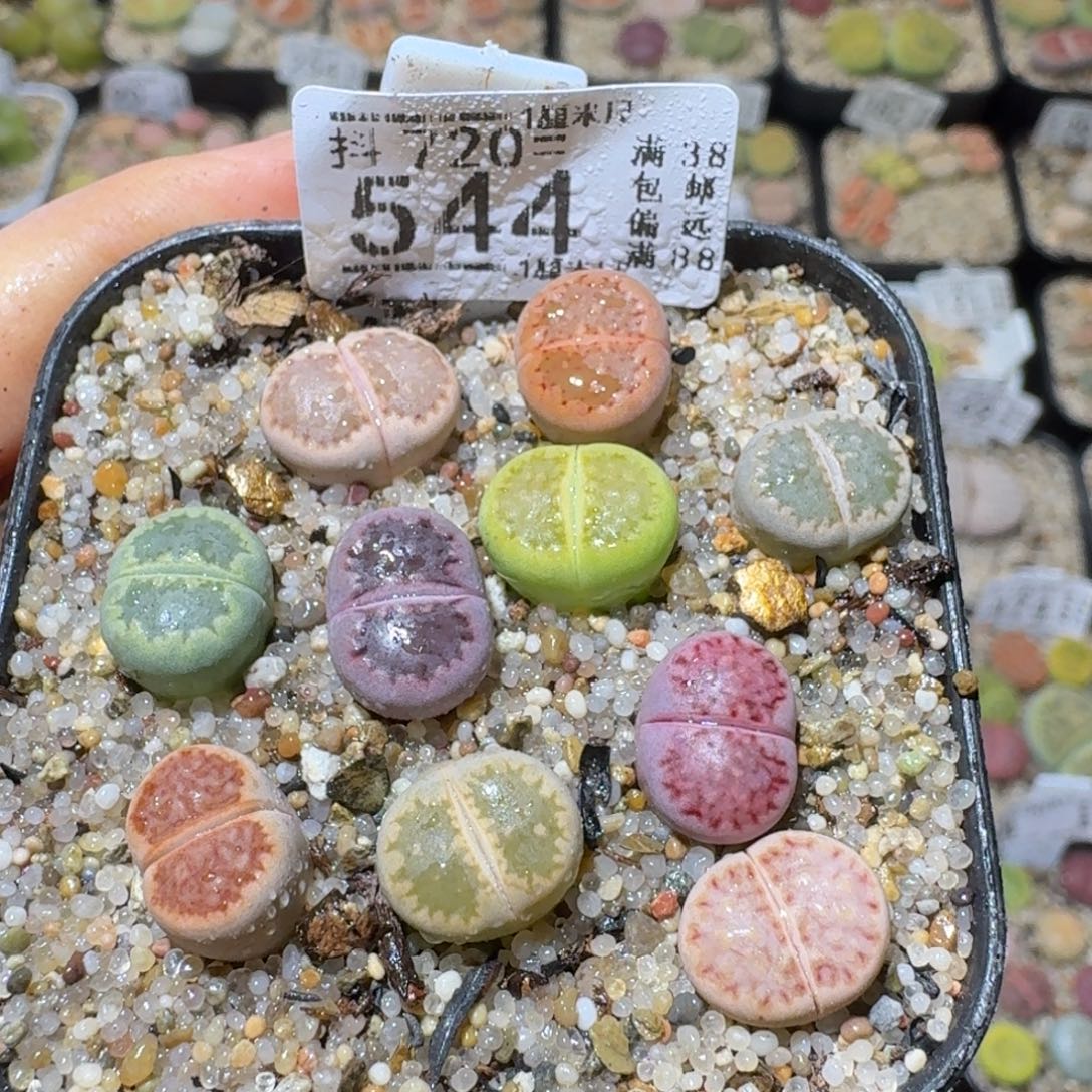 Sss精品生石花544