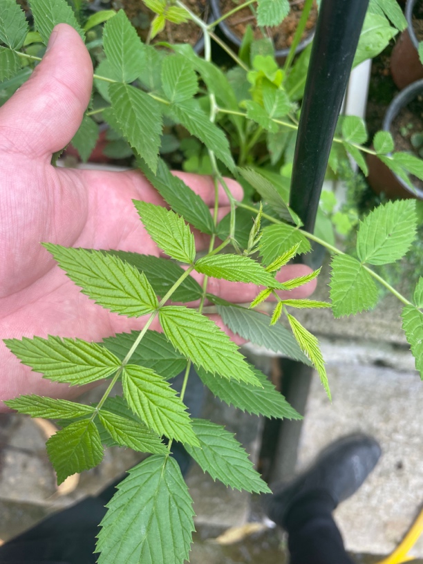 2棵黑泡云南网红（无刺黑泡）蔷薇庭院阳台种植