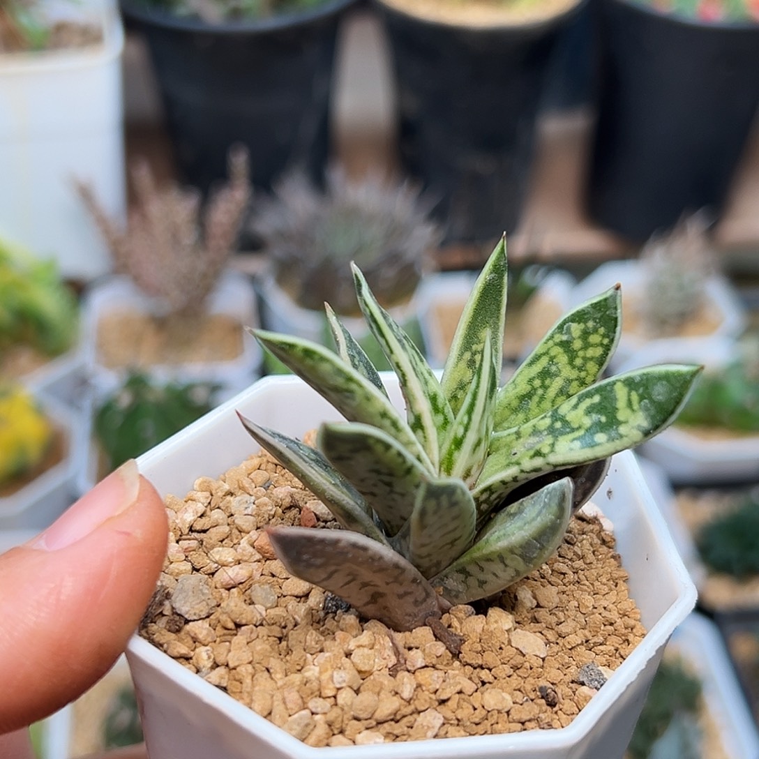 鲨鱼掌属小旋风   