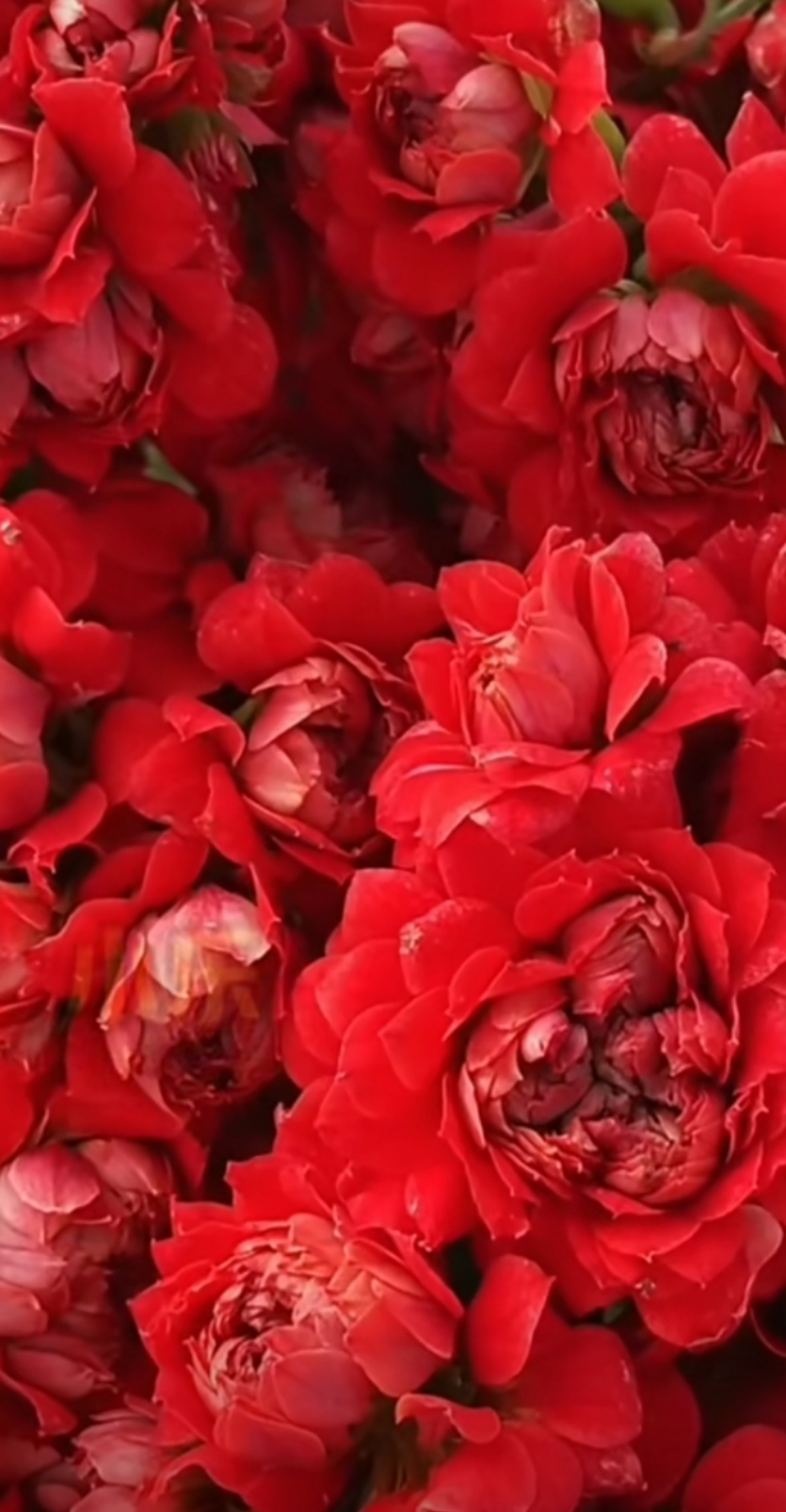 夜宴，花后苗110原盆原土