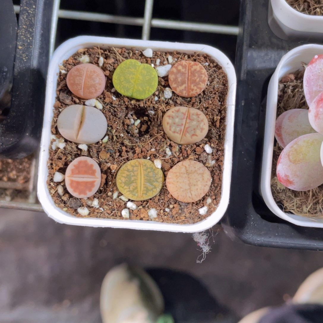 8颗生石花拼盘多肉