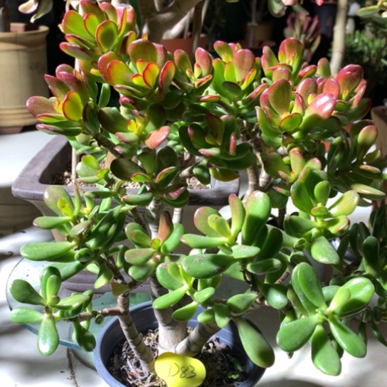 兰*D83招财猫老桩