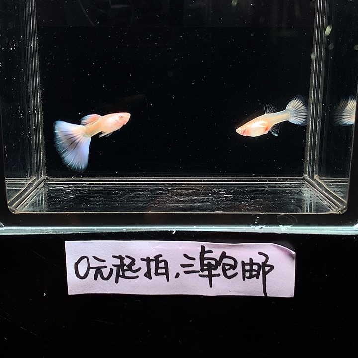 孔雀鱼樱花粉狮一对