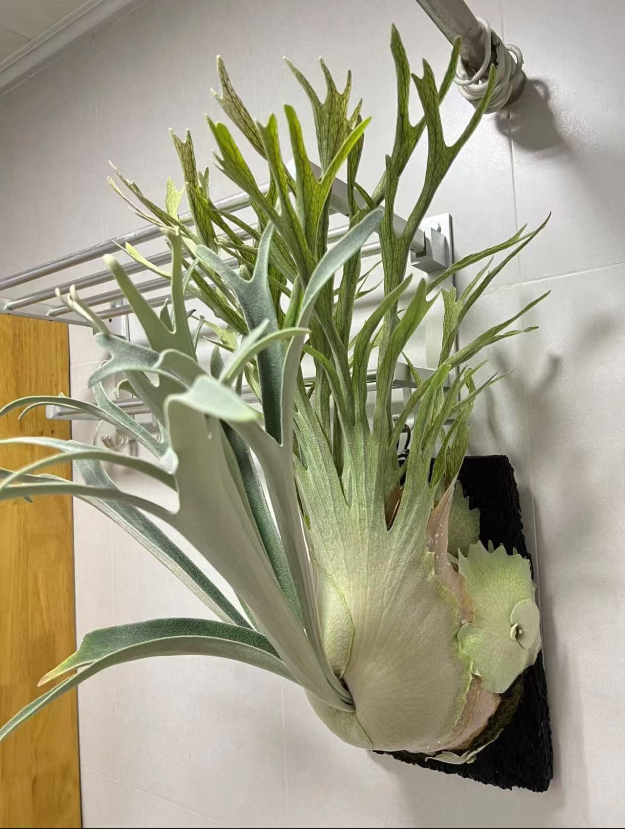 T银鹿角蕨 Tonka特选野银 