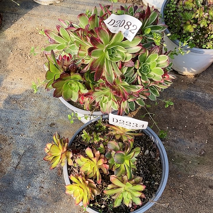 2234、2082海王海王七彩多肉母本2颗无售后