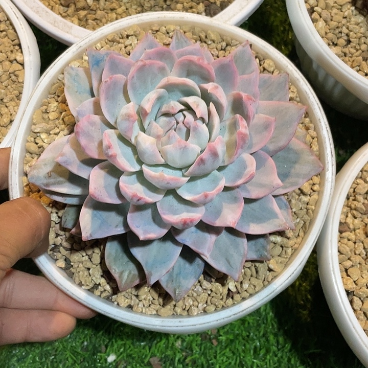 粉蓝鸟锦一物一拍