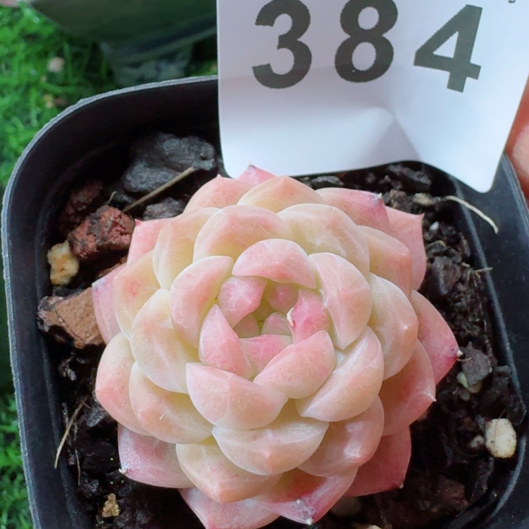 望*望白桃         精品多肉