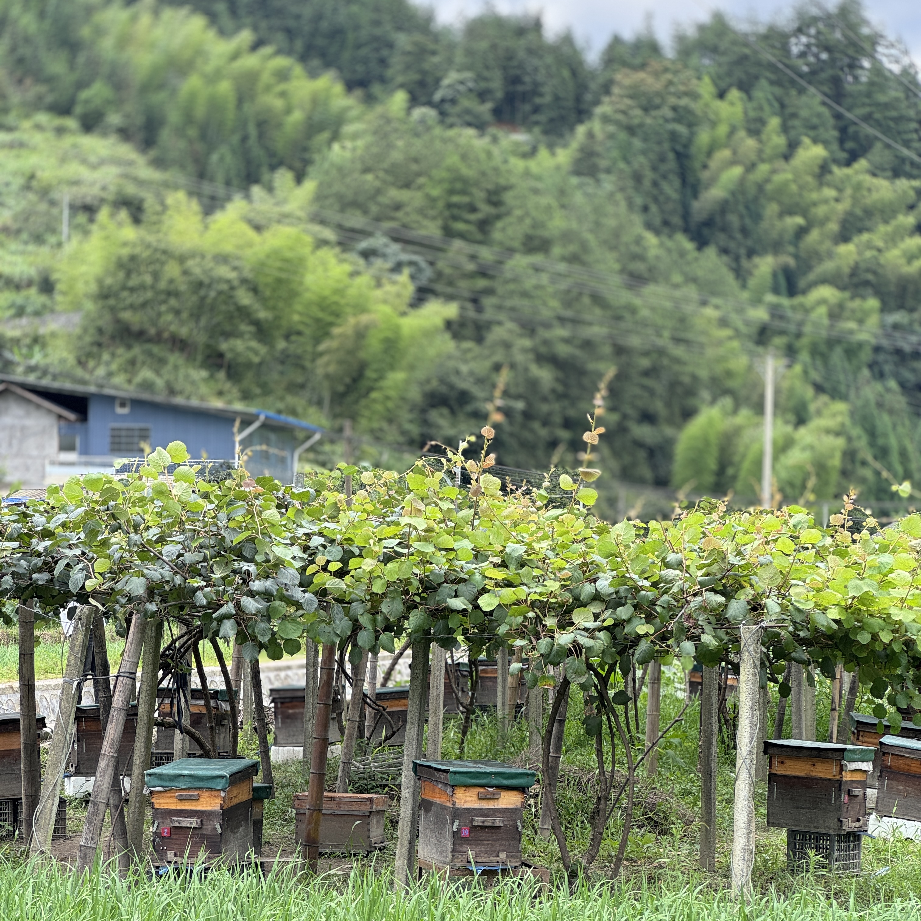 湘西正宗土蜂蜜 新鲜天然纯蜂蜜